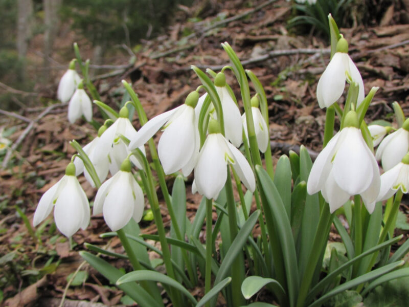 Як провести березневі вихідні 21 та 22 березня в Черкасах