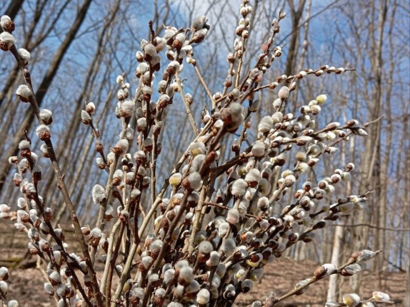 На Черкащині зміниться погода: дощі, тепло і похолодання попереду