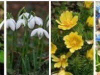 Первоцвіти на Черкащини під загрозою: екологи проводять рейди