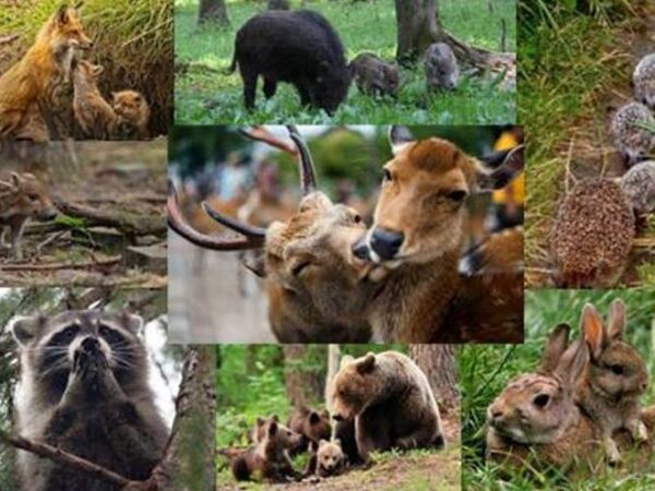 На Черкащині починається “Сезон тиші”: що це означає