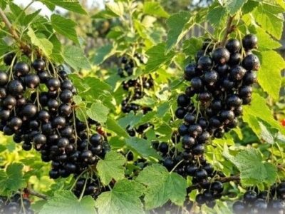 Як захистити смородину від шкідників і хвороб на Черкащині