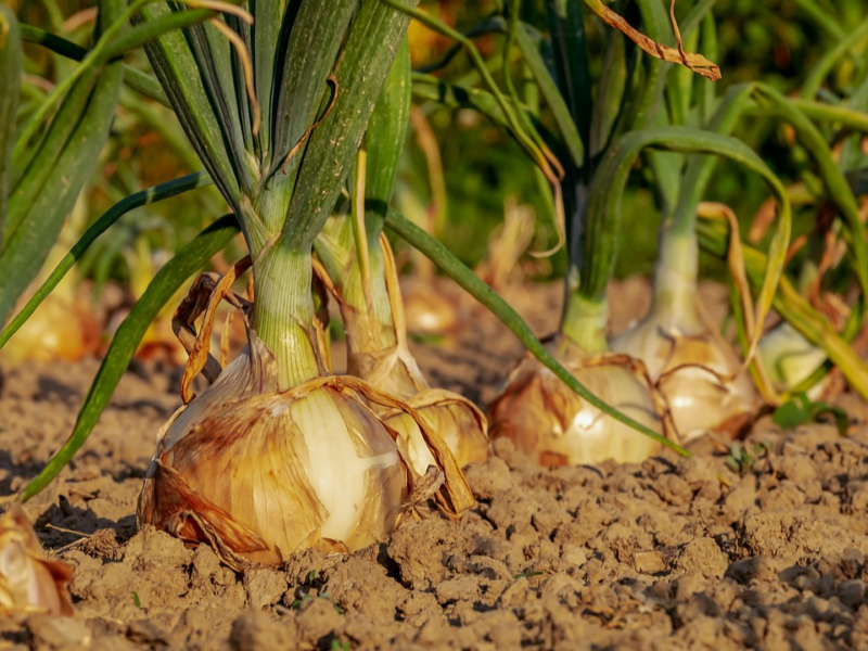Цибуля виросте як кулак: чим підживити грядку