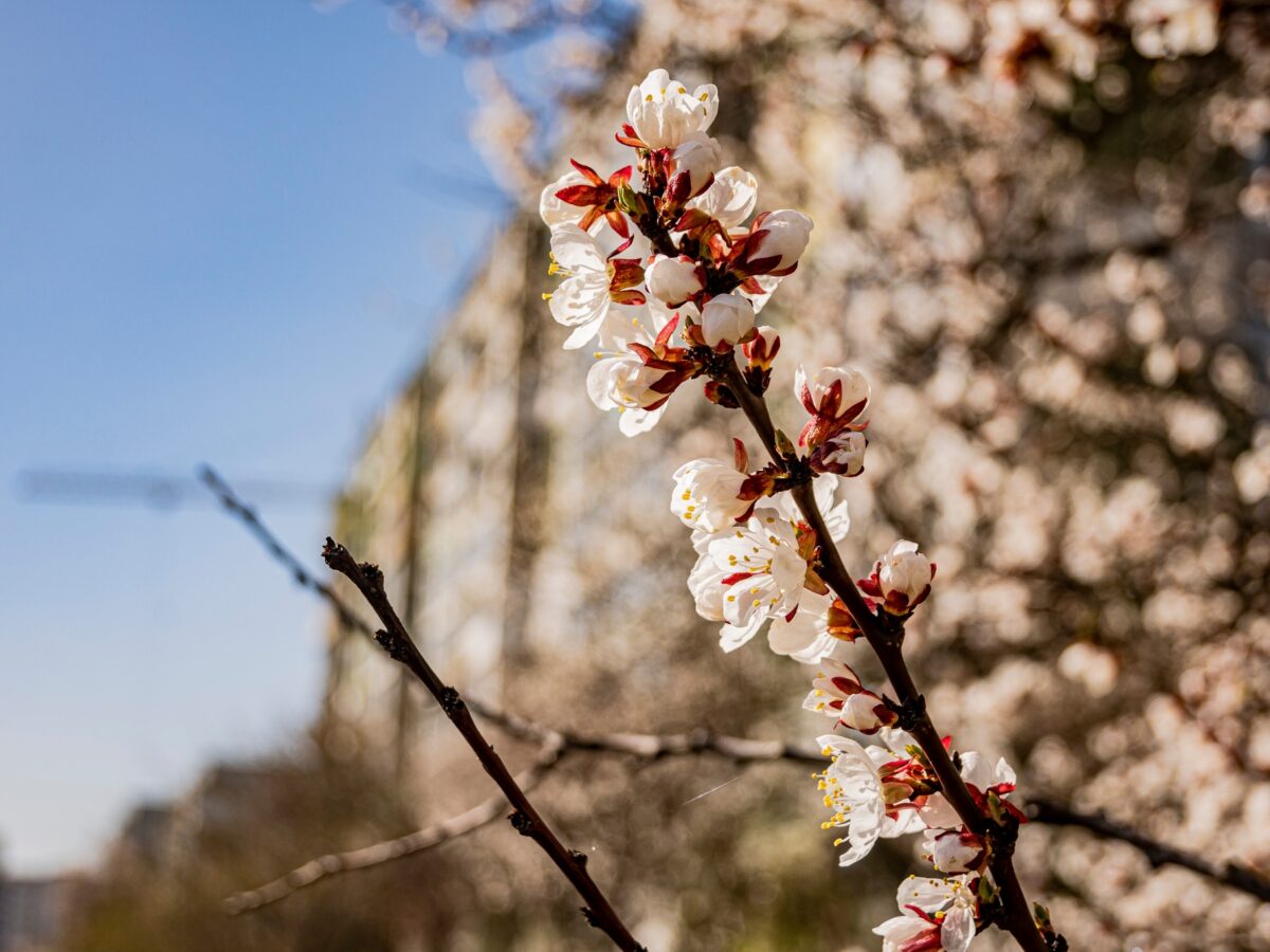 Заморозки на Черкащині: гідрометцентр опублікував попередження