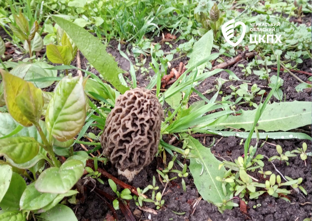 зморшки гриби