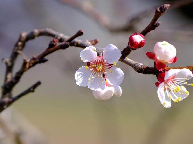 У Черкаському гідрометцентрі прогнозують заморозки