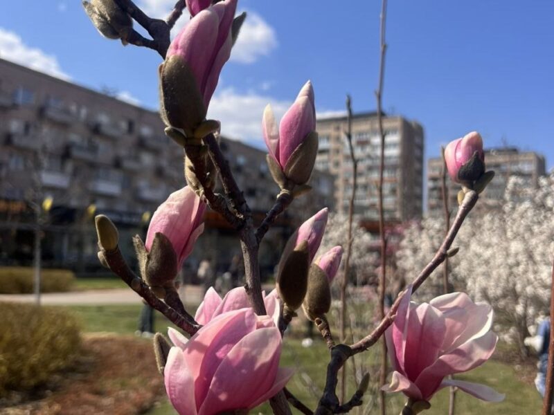 Підсумки моніторингу атмосфери в Черкасах за минулий тиждень