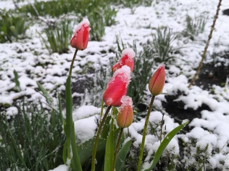 Після недільного тепла на Черкащину повернеться похолодання