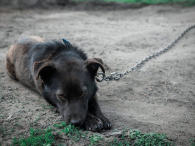 В Україні змінили правила утримання тварин: не можна тримати на прив’язі