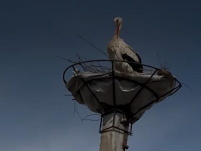 Як черкаські енергетики допомогли відновити лелече гніздо