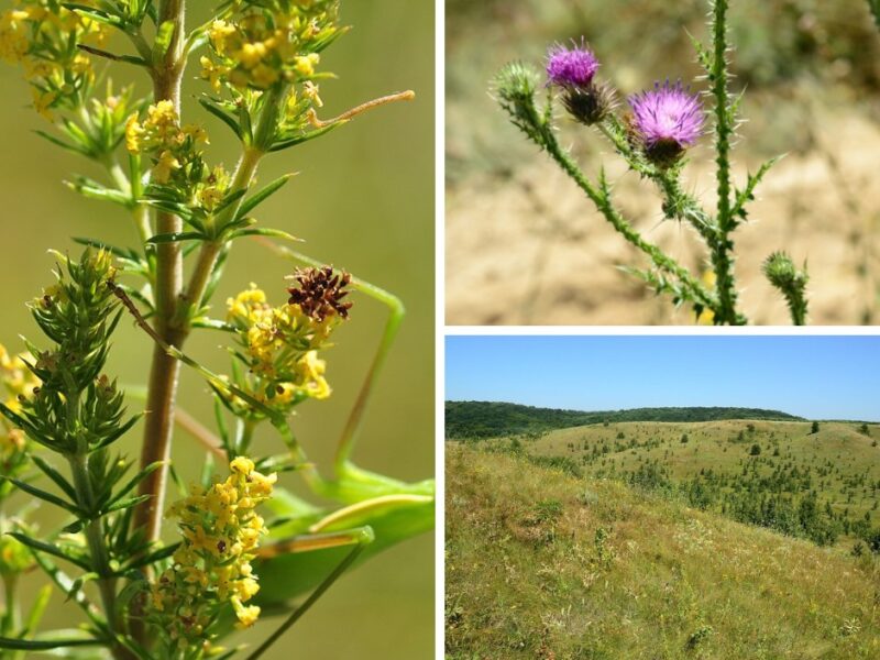 50 гектарів унікальної «Медової долини» на Черкащині тепер під захистом закону