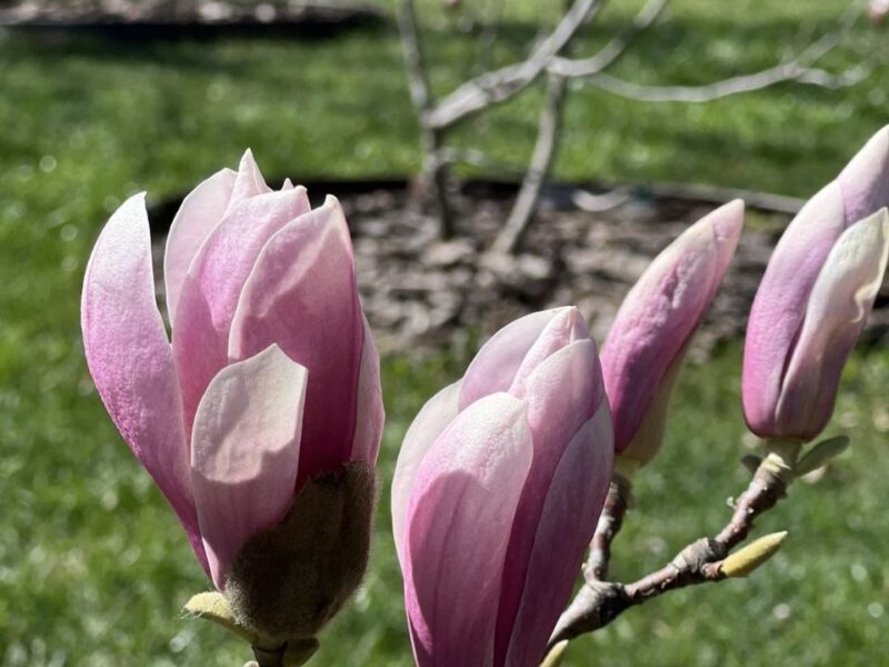 Куди піти у Черкасах на вихідні: магнолія, зоопарк і джазовий настрій