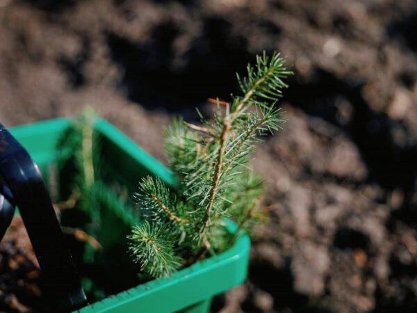На Черкащині стартувала весняна кампанія з відновлення лісів