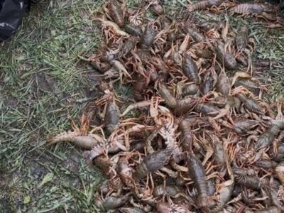 На Черкащині у водоймі знайшли раколовки з уловом