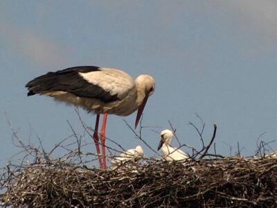 Енергетики Черкащини встановили понад 30 штучних гнізд для лелек