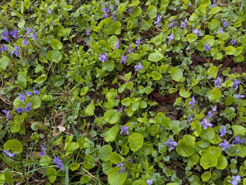 Синоптична ротація: дощі та вітер витісняють нічні морози з Черкащини