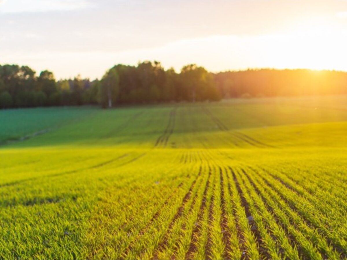 Скарби трипільців під захистом закону: державі повернули цінну землю на Уманщині