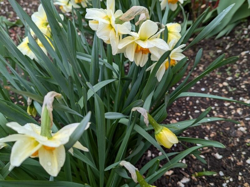 Весняні вихідні 25 та 26 квітня в Черкасах: де і як відпочити