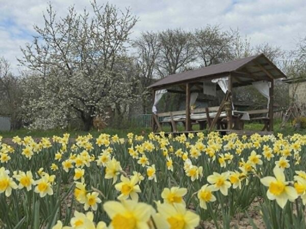 На Черкащині розцвіла нова квіткова локація — долина нарцисів