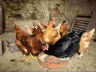 Як швидко позбутися курячих вошей у домашніх умовах: ефективні способи боротьби