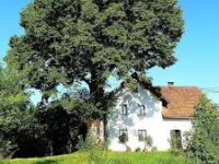 “Виживуть” чоловіків з дому: які дерева категорично не можна садити у дворі