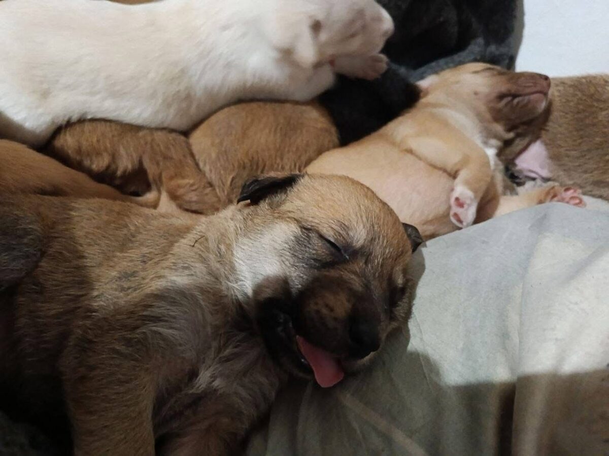 На Черкащині цуценята-сирітки шукають нову родину