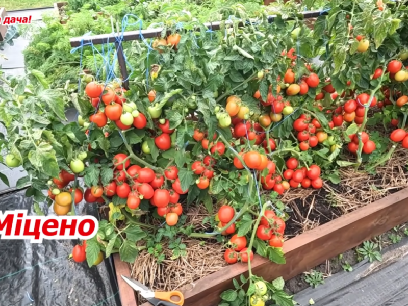 Ці низькорослі томати ідеальні для усіх регіонів України: 3 сорти, які нічого не бояться