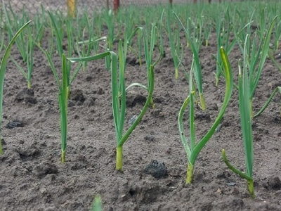 Часник підніметься на очах: яка точна формула весняного підживлення