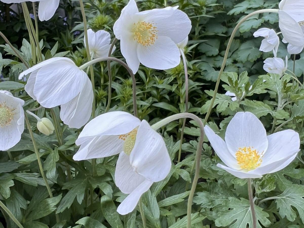 У яких мікрорайонах Черкас зафіксували найбільш забруднене повітря минулого тижня