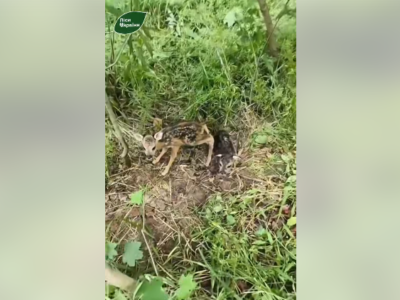 У мережі виклали відео новонароджених оленят, яких знайшли у лісі на Черкащині