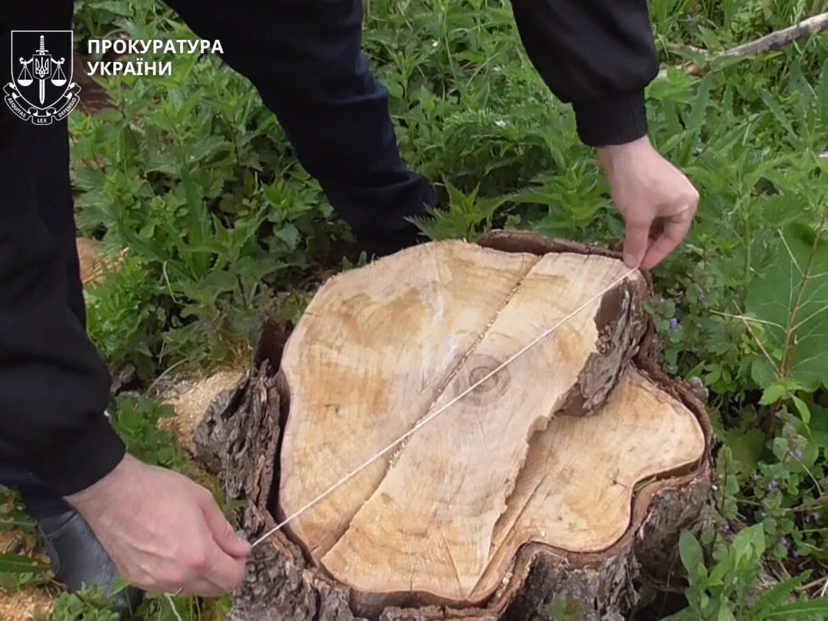 На Черкащині підприємця підозрюють у вирубці лісу на понад 4 мільйони