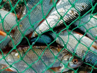 Рибалив сітками на Канівському водосховищі: браконьєр заплатить понад 120 тисяч гривень та отримав рік обмежень