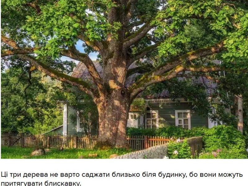 Три дерева у дворі, які найчастіше притягують блискавку: народні прикмети