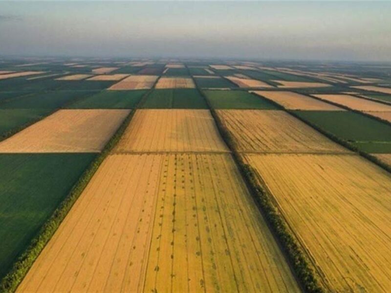 Стало відомо, скільки зараз готові платити за викуп 1 га сільськогосподарської землі на Черкащині