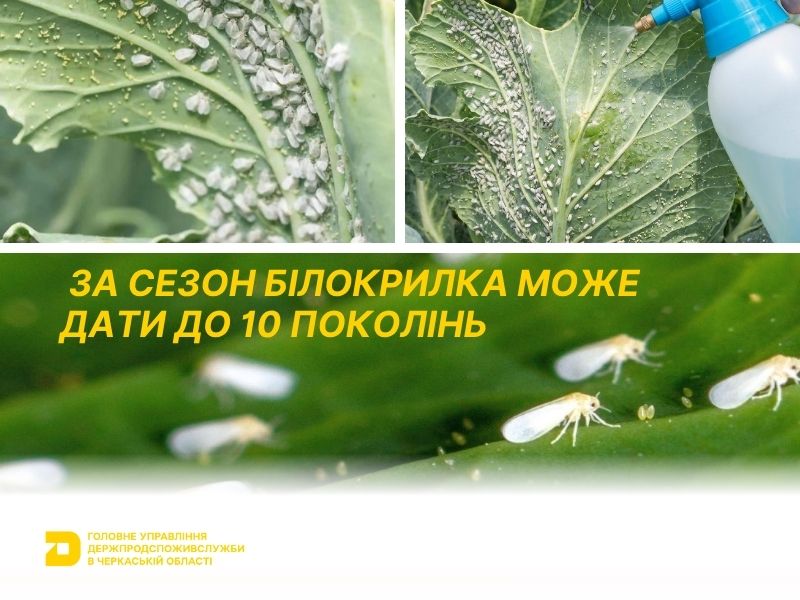 Білокрилка атакує городину: черкащанам розповідають, як її позбутись