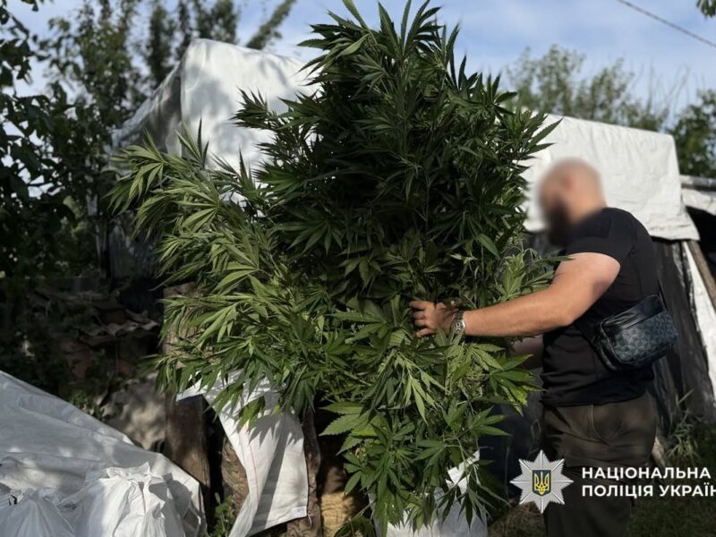 Спецоперація «Джентльмени»: на Черкащині поліцейські накрили масштабне вирощування конопель