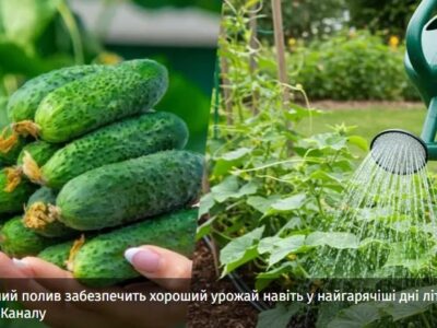 Порятунок врожаю: як часто поливати огірки у липневу спеку і чим підживлювати