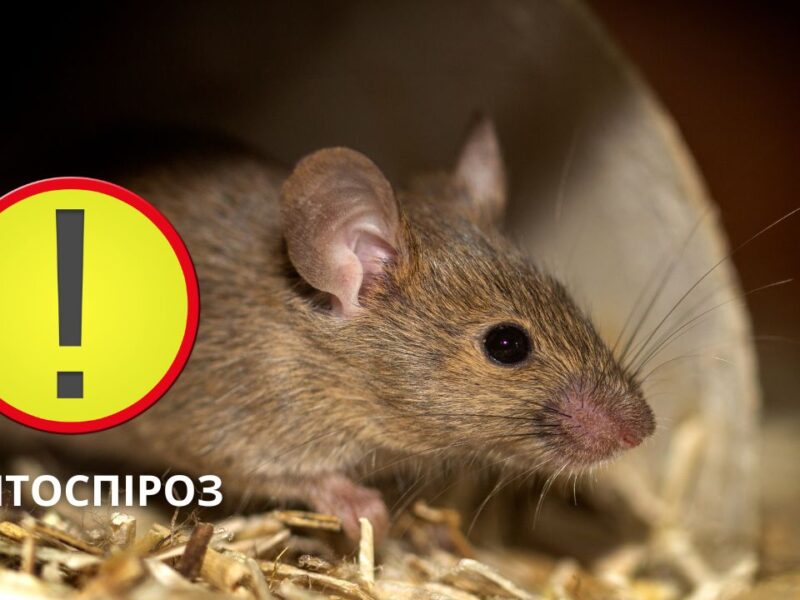 На Черкащині четверо людей захворіли на лептоспіроз