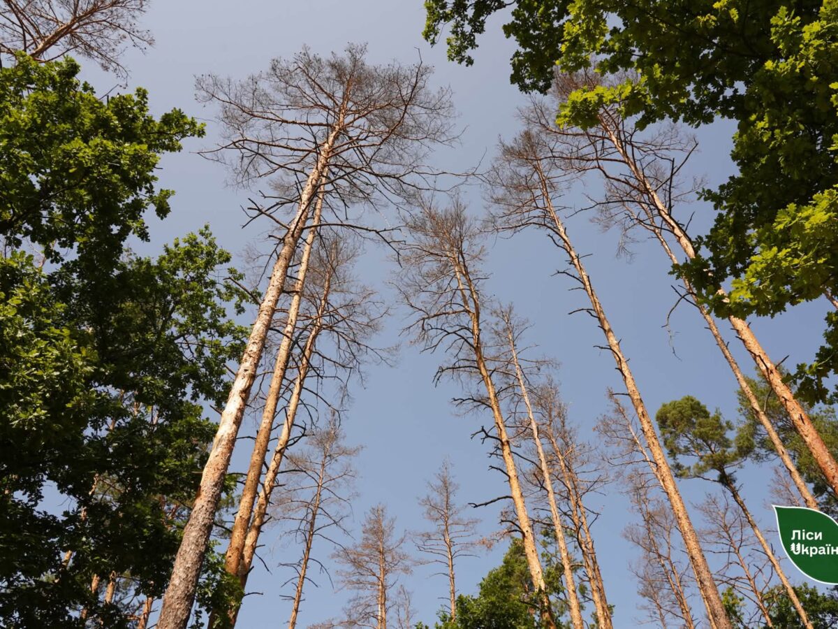 На Черкащині рятують ліси від масового всихання