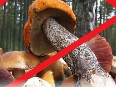 Черкащанам нагадали, як уникнути отруєння грибами