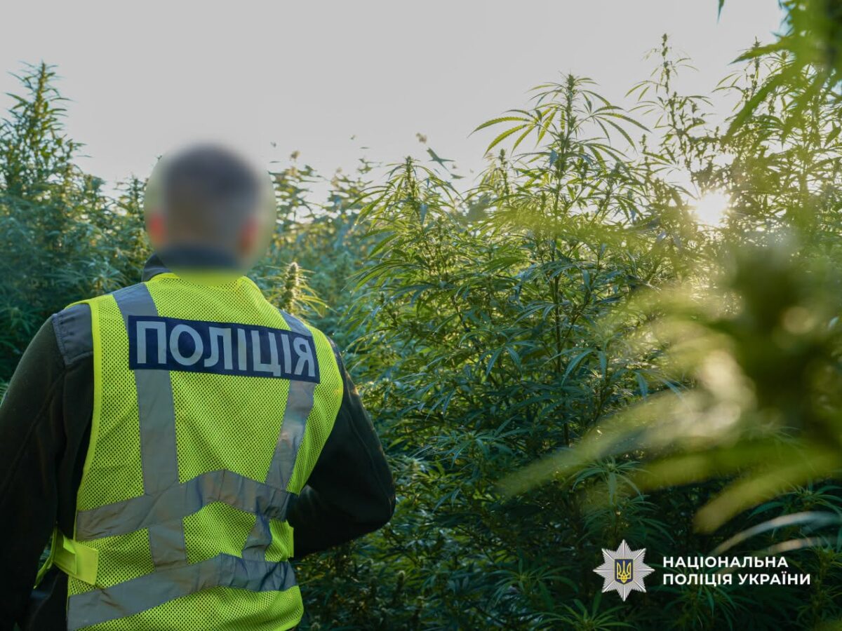 Операція «Джентльмени»: на Черкащині поліцейські вилучили понад 700 кущів конопель