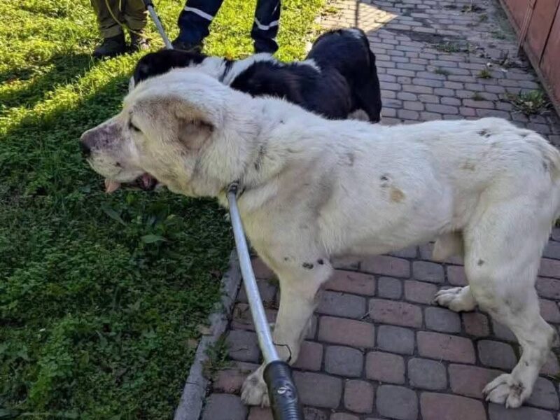 У Черкасах алабаї напали на йорка — поліція шукає господаря
