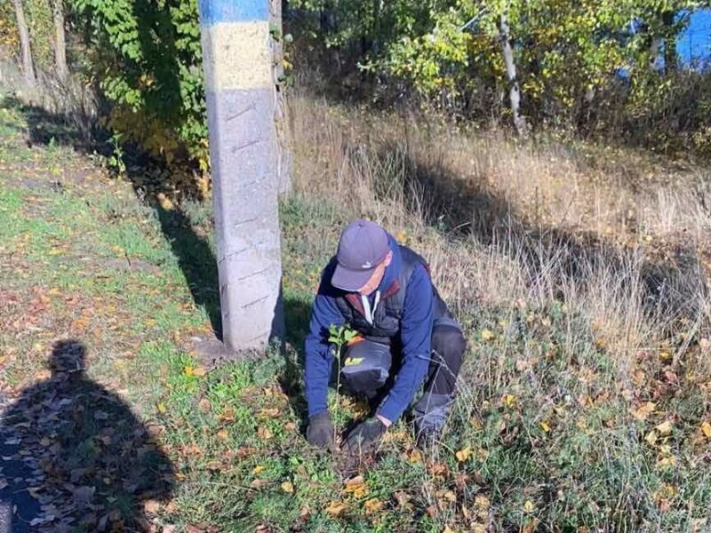 Близько 200 кущів гібіскусу висадять на набережній Канева