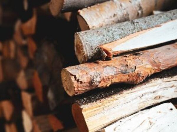 Які дрова можна безкоштовно збирати в лісі: що дозволено, а за що оштрафують